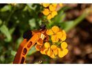 OAK Components RLP Bremshebel Set - Magura, orange | Bild 5