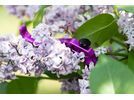 OAK Components RLP Bremshebel Set - Magura, purple | Bild 8