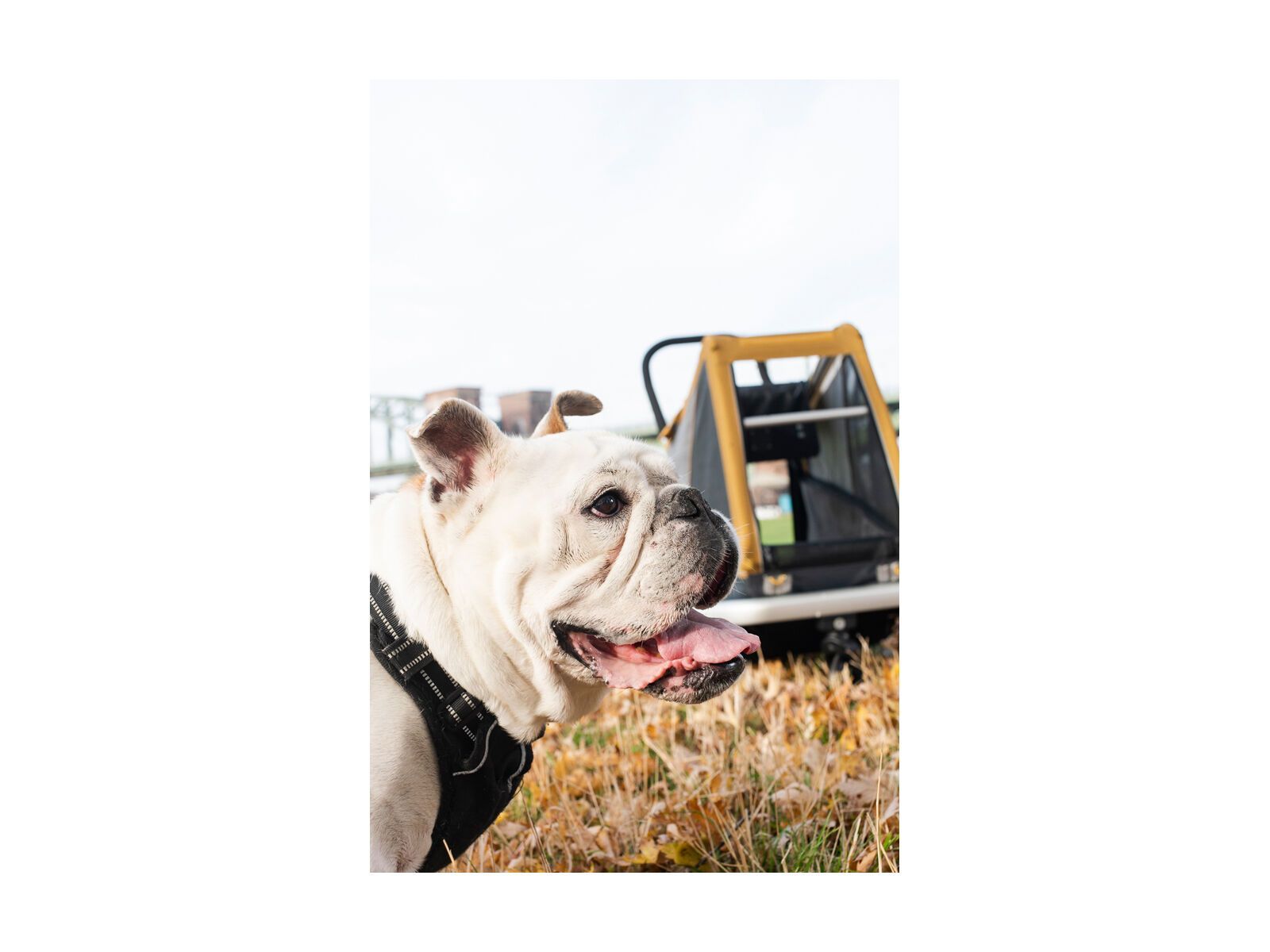 Croozer Dog Peppa, pineapple yellow - Bild 10