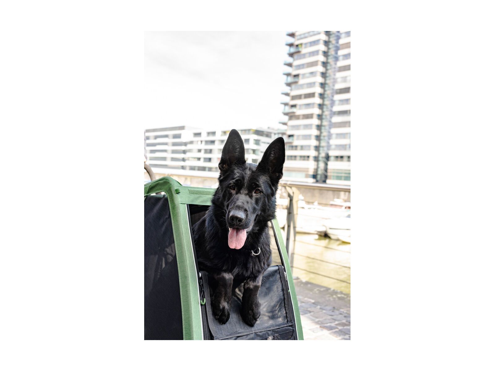 Croozer Dog Bruuno, pine green - Bild 10