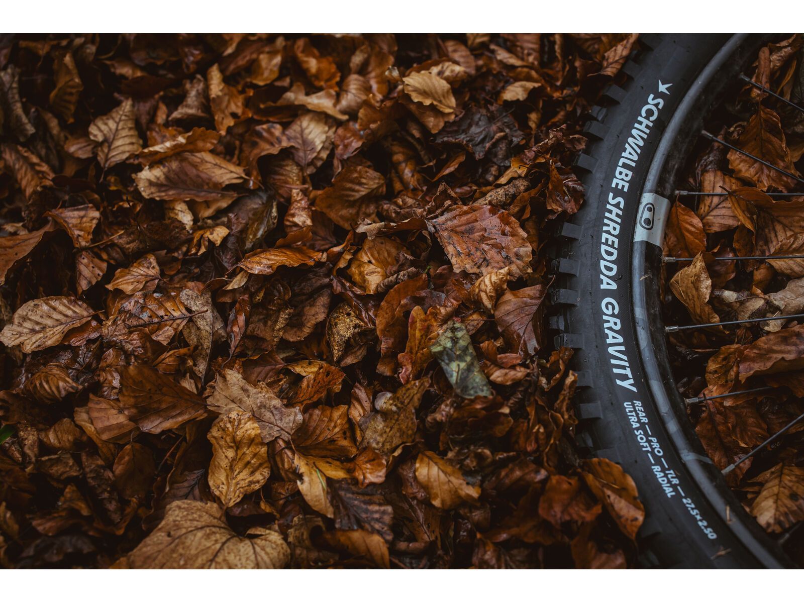 Schwalbe Shredda Rear Radial Addix Ultra Soft Gravity Pro - 29 Zoll - Bild 16