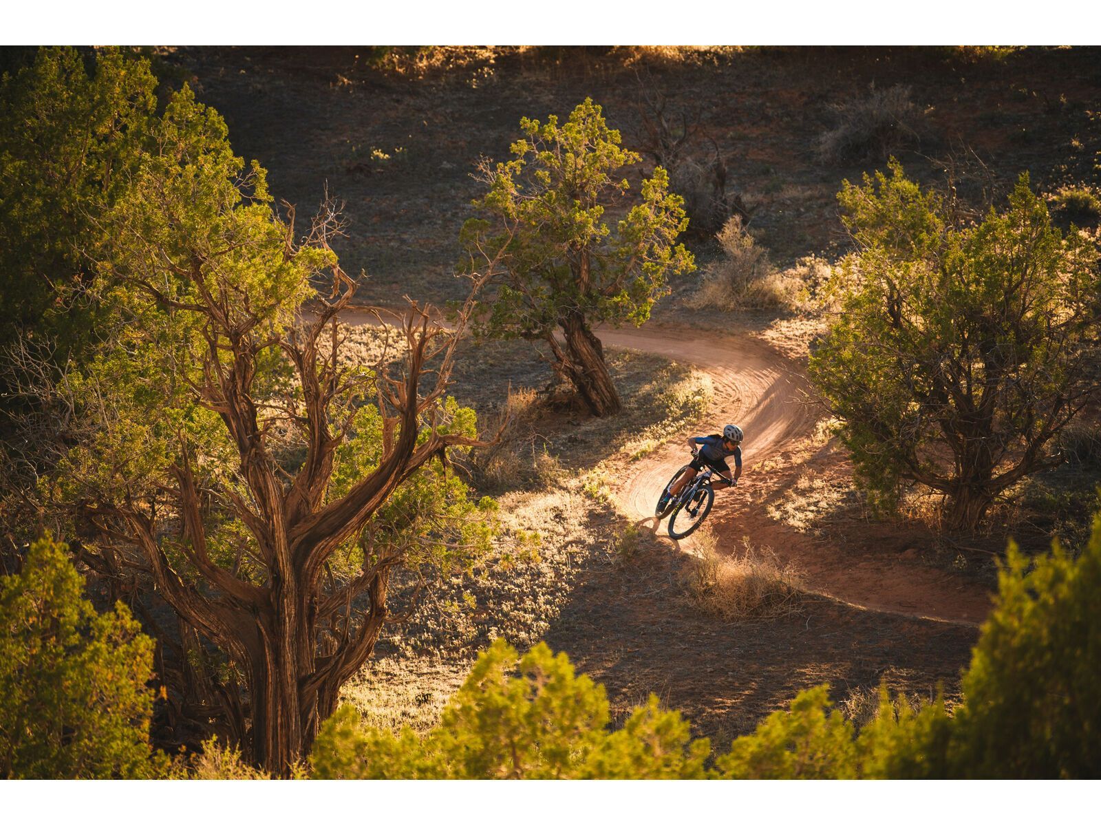 Juliana Wilder C / R / TR / 29, purple sweetness / lavender - Bild 27