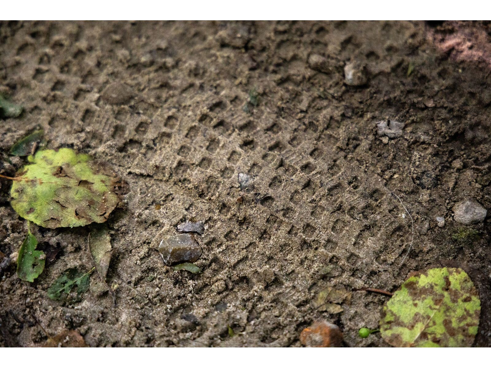 Schwalbe Rick XC Pro Evo Addix Speed TLR - 29 Zoll, transp. sidewall - Bild 9