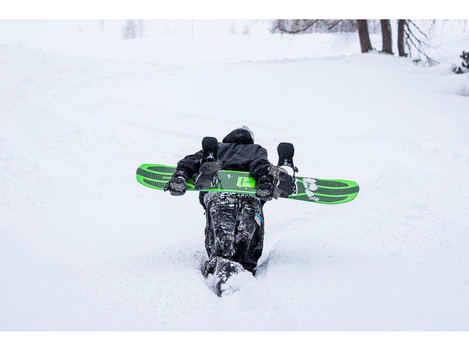 Bataleon Goliath - Bild 10