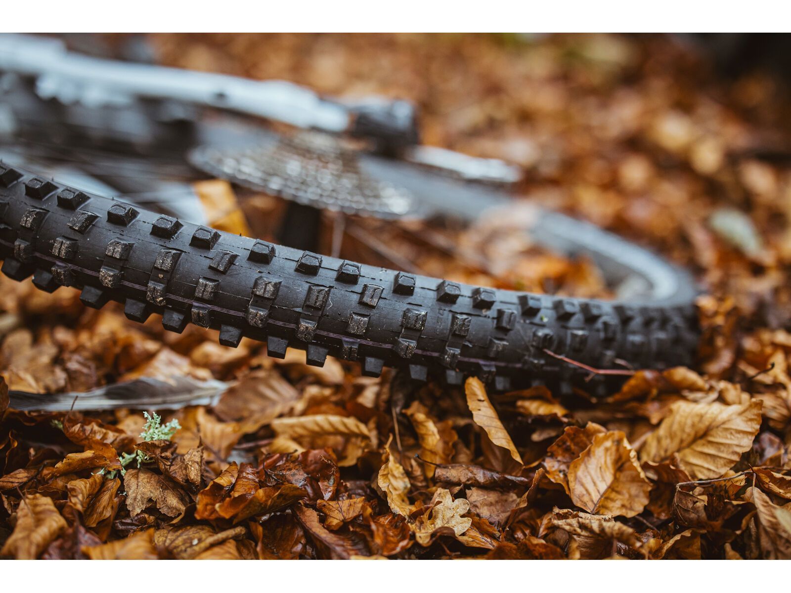 Schwalbe Shredda Front Radial Addix Ultra Soft Gravity Pro - 29 Zoll - Bild 17