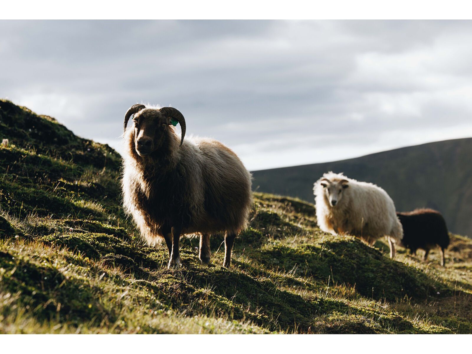 Specialized Diverge STR Expert, harvest gold/gold ghost pearl - Bild 29