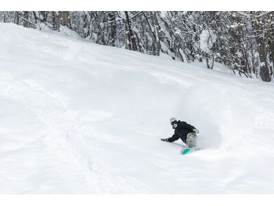 Bataleon Goliath - Bild 6