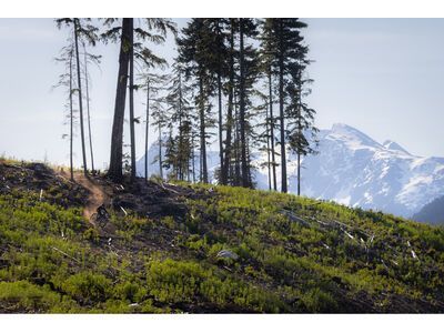 Santa Cruz Nomad C / 90 / MX, matte black - Bild 12